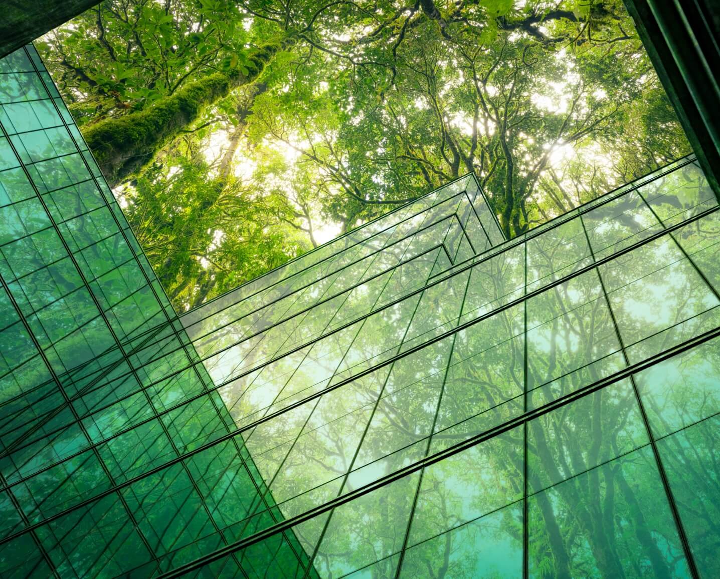 Large old growth trees grow above the roof of an office building courtyard.